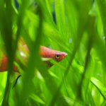 2009_9-½-a-part_aquarium_credit-photo-nicholas-minns_44