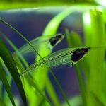 2009_9-½-a-part_aquarium_credit-photo-nicholas-minns_45